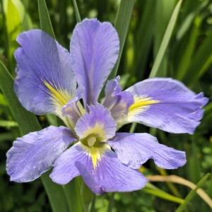 Sinfonietta Louisiana Iris, Iris x 'Sinfonietta'